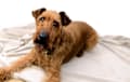 Irish Terrier - red
