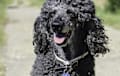Irish Water Spaniel - black
