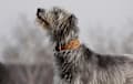 Irish Wolfhound - gray brindle