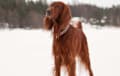 Irish Setter - red
