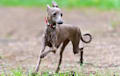 Italian Greyhound - dark fawn
