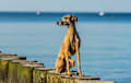 Italian Greyhound - dark fawn