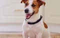 Jack Russell Terrier - Red and white