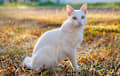Japanese Bobtail - white