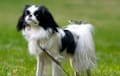 Japanese Chin - black and white