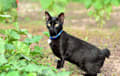 Japanese Bobtail - black