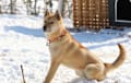 Jindo - fawn