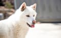 Jindo - white