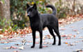 Kai Dog - black