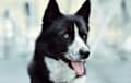 Karelian Bear Dog - black and white