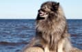 Keeshond - gray cream and black
