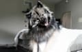 Keeshond - black and silver