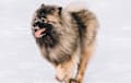Keeshond - gray cream and black