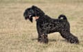 Kerry Blue Terrier - black 