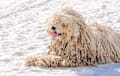Komondor - white