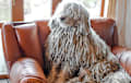 Komondor - white