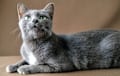 Korat - blue 