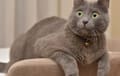 Korat - blue 