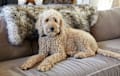 Labradoodle - cream