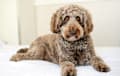 Labradoodle - parchment