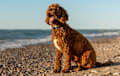 Labradoodle - red