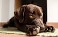 Labrador Retriever - chocolate