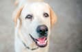 Labrador Retriever - yellow