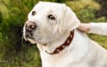 Labrador Retriever - cream