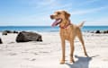 Labrador Retriever - yellow