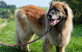 Leonberger - red brown
