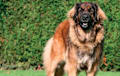 Leonberger - golden