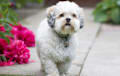 Lhasa Apso - white