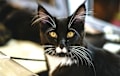 Maine Coon - black