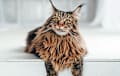 Maine Coon - brown