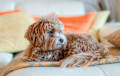 Maltipoo - Apricot