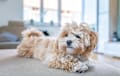 Maltipoo - Apricot