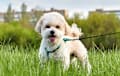 Maltipoo - White