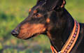 Manchester Terrier - black and tan
