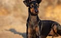 Manchester Terrier - black and tan
