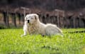 Maremma Sheepdog - white