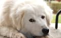 Maremma Sheepdog - white