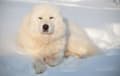 Maremma Sheepdog - white