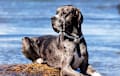 Mastiff - blue