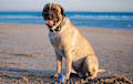 Mastiff - fawn