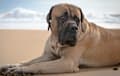 Mastiff - dark fawn