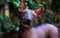 Xolo - Red