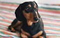 mini dachshund - Black