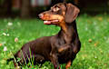 mini dachshund - brown