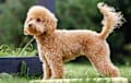 Miniature Poodle - apricot