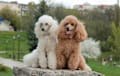 Miniature Poodle - cream